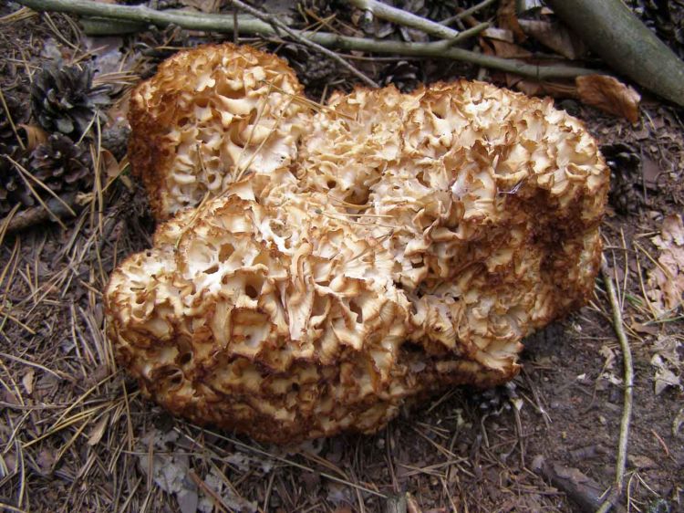 Sparassis crispa - Wood Cauliflower