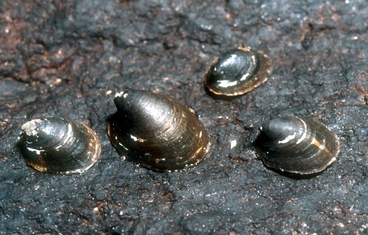 Ancylus fluviatilis - River Limpet