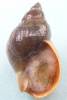 Buccinum baeri