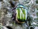 Protaetia cuprea obscura