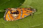 Olethreutes arcuella - obaleč zdobený