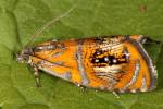 Olethreutes arcuella - obaleč zdobený