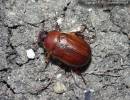 Holochelus aequinoctialis - chroustek jarní