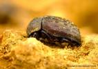 Aesalus scarabaeoides scarabaeoides