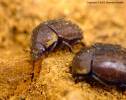 Aesalus scarabaeoides scarabaeoides