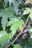 Acer saccharinum - javor stříbrný