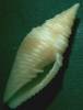 Imbricaria flammea