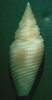 Imbricaria flammea