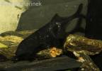 Gnathonemus petersii - Peters' Elephantnose Fish
