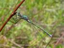 Lestes sponsa - šídlatka páskovaná