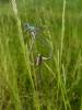 Lestes sponsa - šídlatka páskovaná