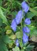 Aconitum carmichaelii