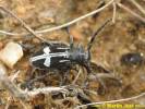 Dorcadion equestre reclinatum