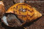 Achatina achatina - achatina velká