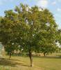 Juglans regia - ořešák královský