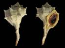 Bolinus brandaris - ostranka jaderská