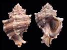 Hexaplex trunculus
