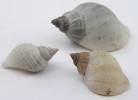 Nucella lapillus - Dog Whelk