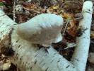 Piptoporus betulinus - Birch Polypore