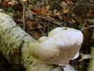 Piptoporus betulinus - Birch Polypore