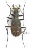 Myriochile melancholica