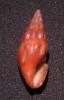Drillia quadrasi