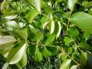 Juglans regia - ořešák královský