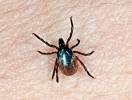Ixodes ricinus - klíště obecné
