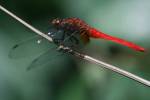 Crocothemis servilia