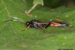 Stenichneumon culpator