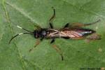 Stenichneumon culpator