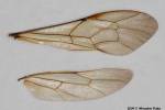 Stenichneumon culpator