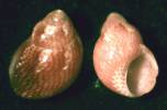 Eulithidium affine