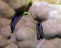 Pedum spondyloideum