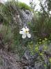 Narcissus poëticus - Pheasant's-eye Daffodil