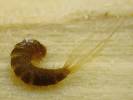 Attagenus pellio - Carpet beetle