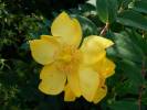 Hypericum patulum - třezalka rozkladitá