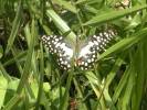 Papilio demoleus demoleus