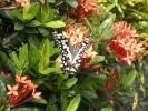 Papilio demoleus demoleus