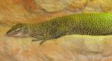 Varanus indicus - Mangrove Monitor