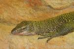 Varanus indicus - Mangrove Monitor
