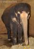 Elephas maximus indicus - slon indický