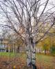 Betula papyrifera - bříza papírovitá