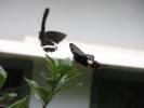 Papilio polytes romulus