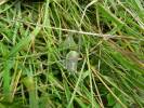 Polysarcus denticauda - kobylka zavalitá