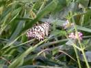 Papilio demoleus demoleus