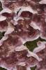 Chondrostereum purpureum - Silverleaf Fungus