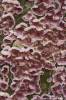 Chondrostereum purpureum - Silverleaf Fungus