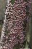Chondrostereum purpureum - Silverleaf Fungus