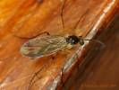 Leia bimaculata